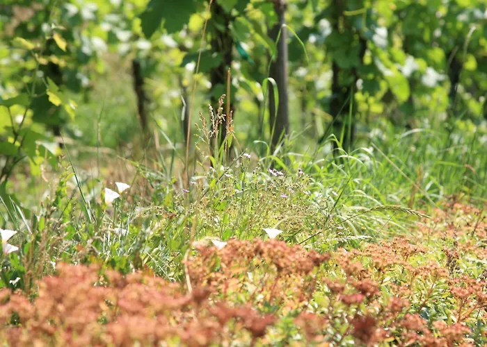 Pensionat Glocke Weingut Und 3*