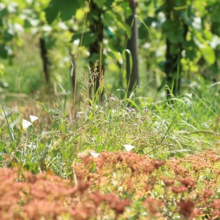 Гостьовий будинок Glocke Weingut Und 3*